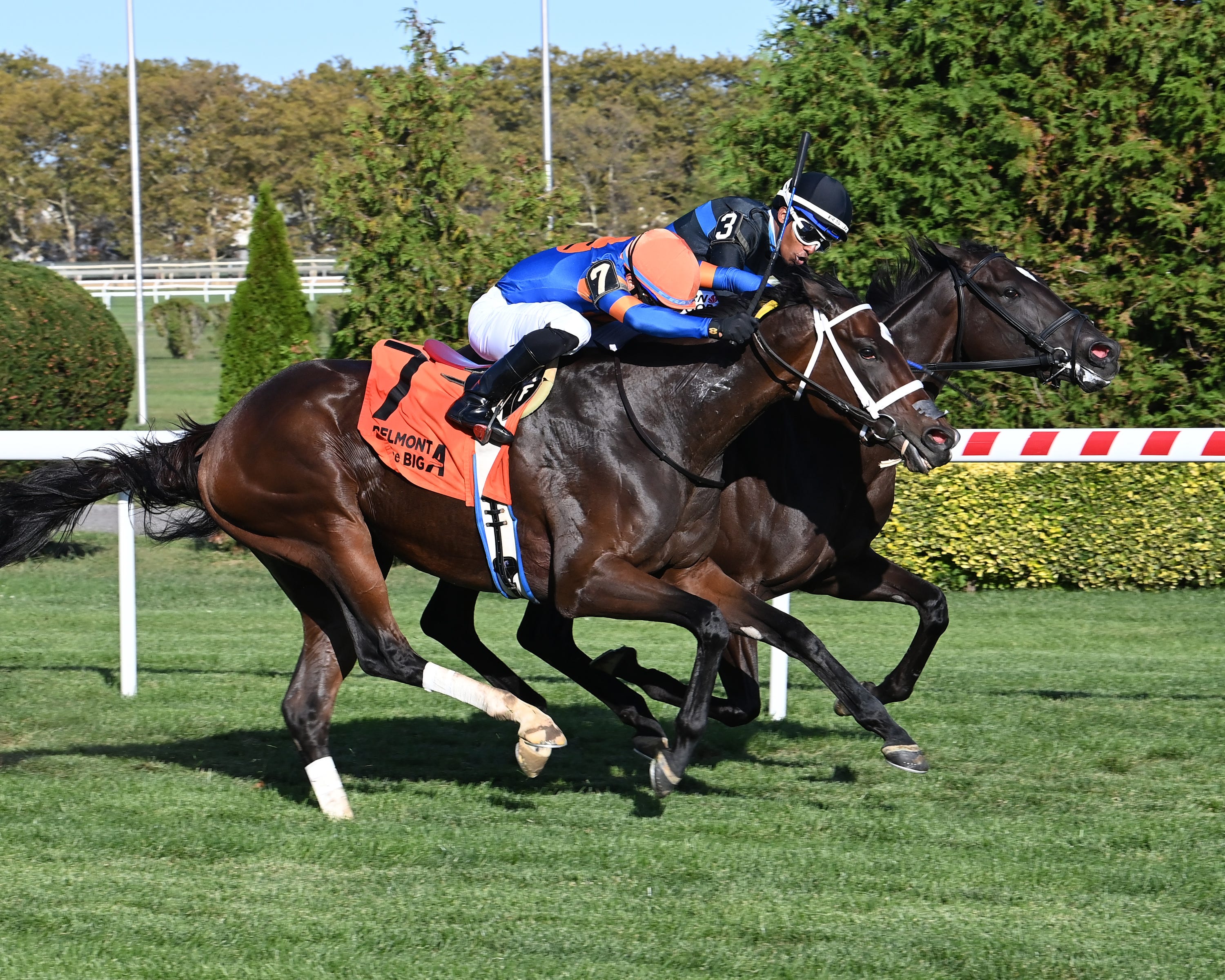 NICENESS ELVIS ライダース S NICENESS ELVIS horse deer riders